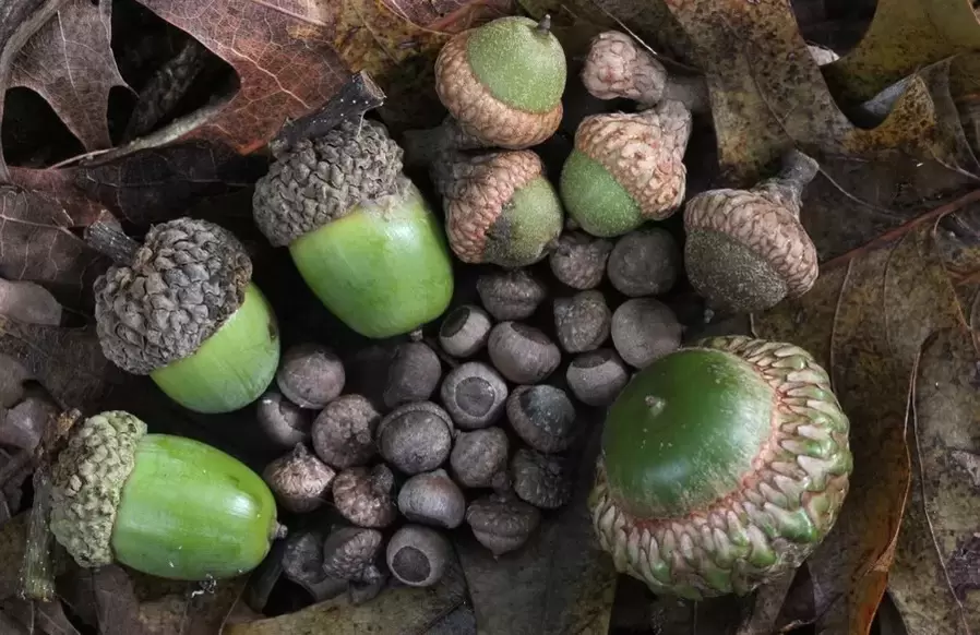 omad tilaymiz tumor - Acorn