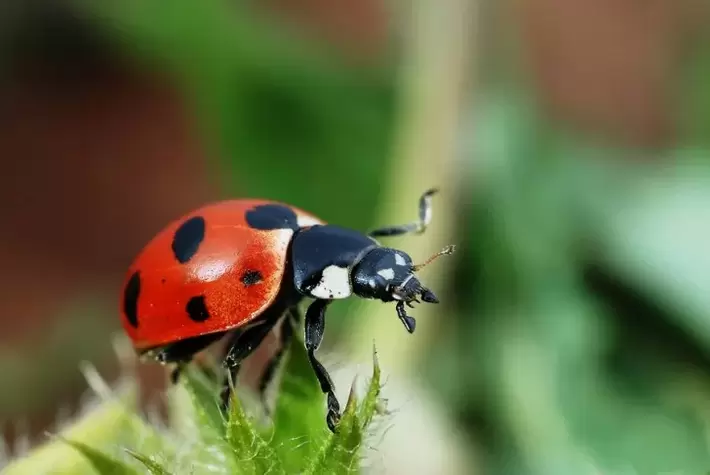 omad tumor - ladybug